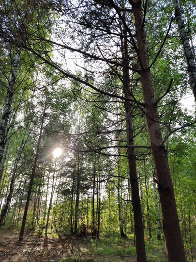 Участок 12 сот. (СНТ, ДНП)