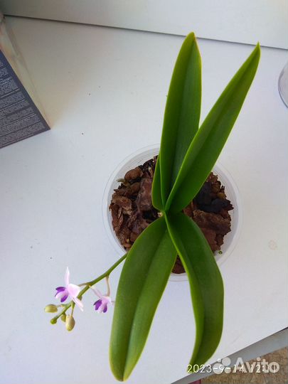 Орхидея Сапфир