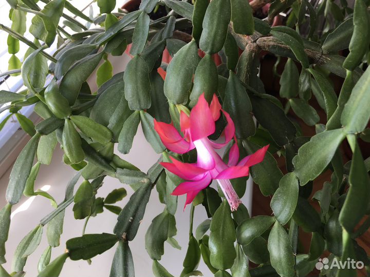 Цветок декабриста (цвет фуксии )