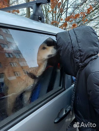 Перевозки вещей и животных