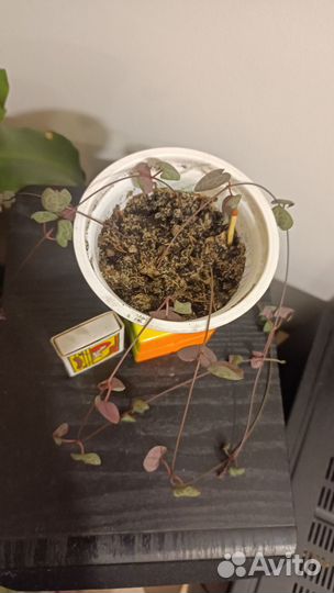 Церопегия Вуда