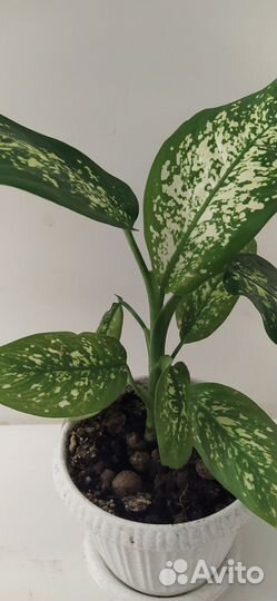 Диффенбахия