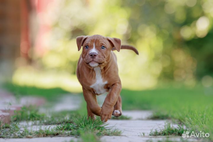 Щенки Американского питбультерьера