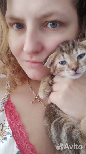 Кошечка вислоухая