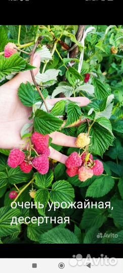 Малина разные сорта