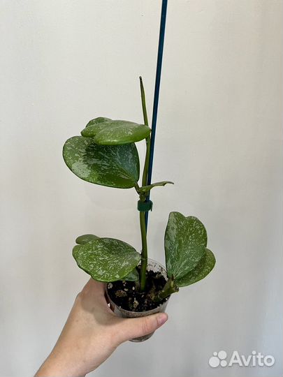 Хойя kerry сплеш