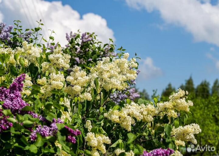 Сирень Примроуз - саженцы в p9