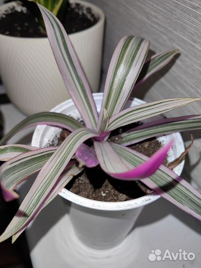Традесканция Рео розовая