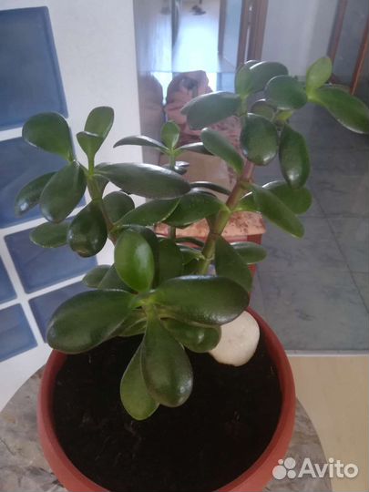 Красула толстянка