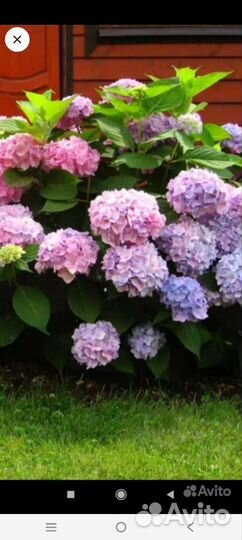 Гортензия крупнолистная саженцы