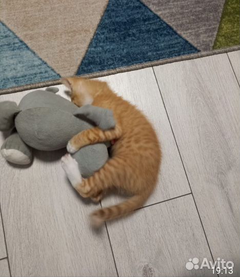 Котенок бесплатно