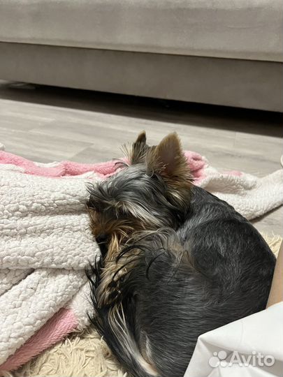 Йоркширский терьер