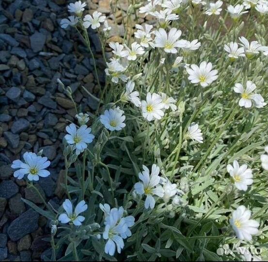 Растение для сада