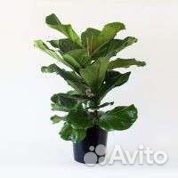 Фикус Лирата бомбино