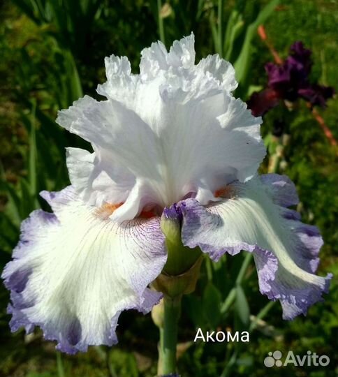 Ирисы бородатые