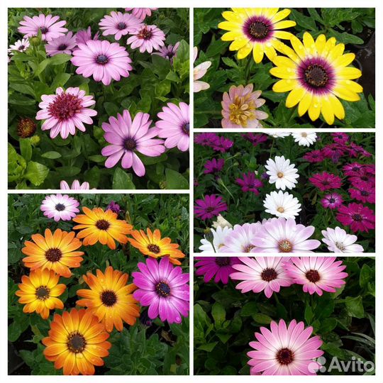 Рассада цветов