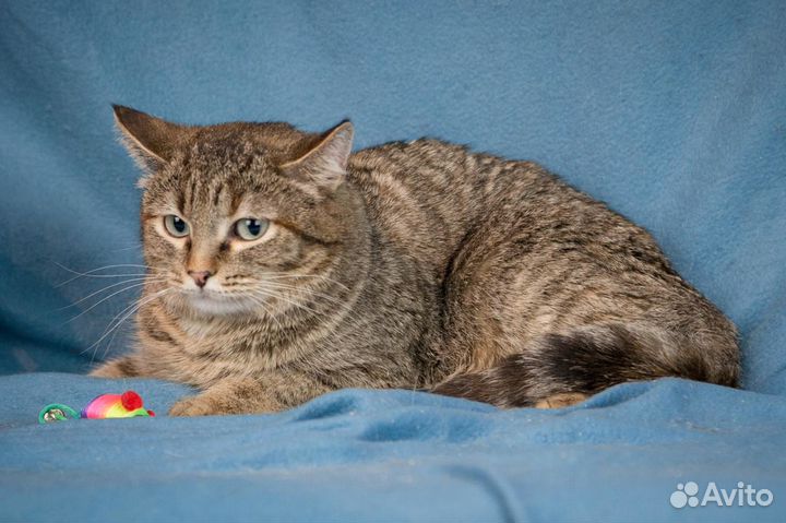 Плюшевая Буся - кошка в хорошие руки