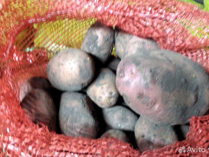 Продам картофель