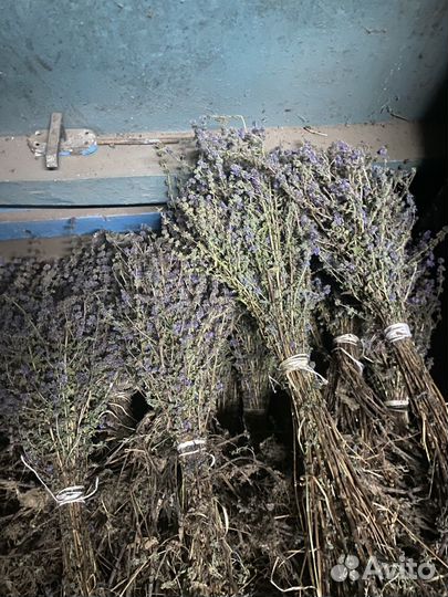 Травы для бани