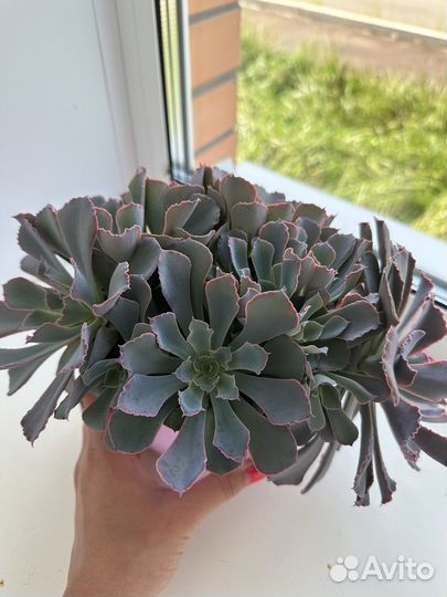 Суккулент Эхеверия Шавиана Пинк Фриллс