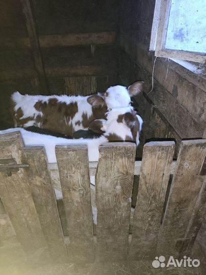 Телята бычки 10-15 дней