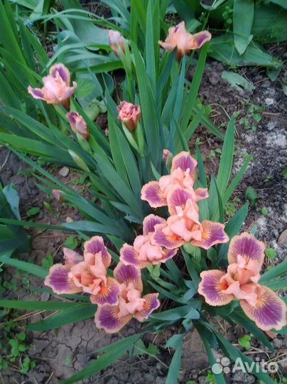 Ирисы,пионы, анемон, лилейник