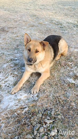 Метис овчарки