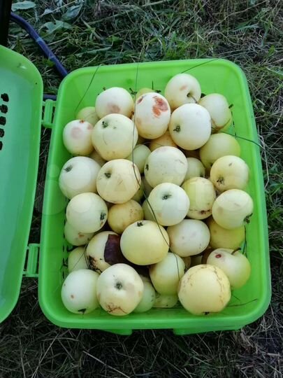 Участок 8 сот. (СНТ, ДНП)