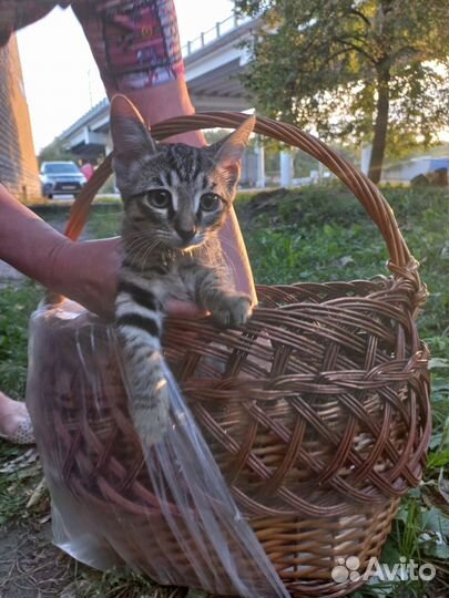 Спасите котят