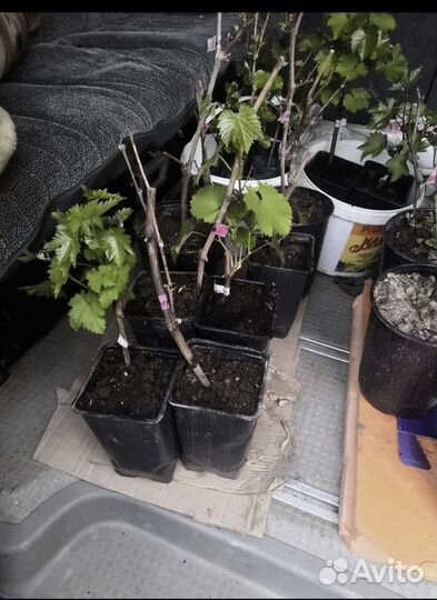 Саженцы винограда Виктория(Эухара ред)