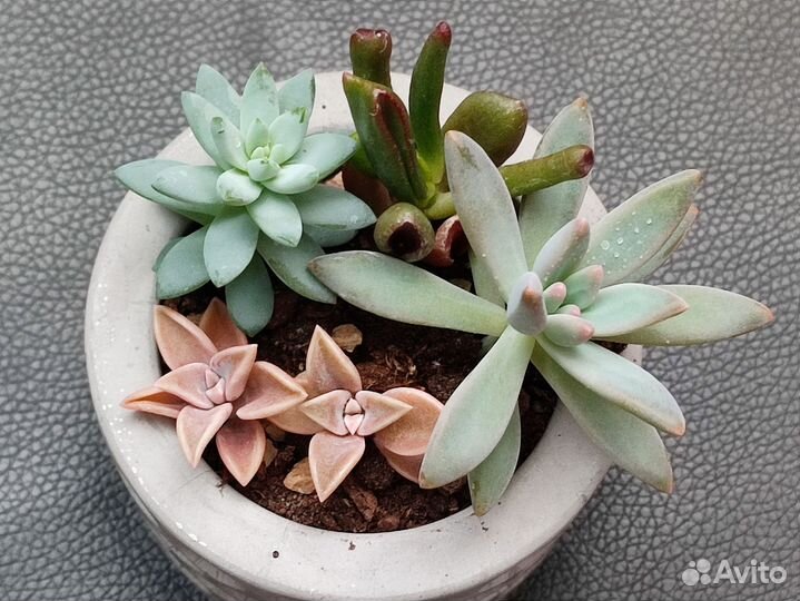 Суккуленты