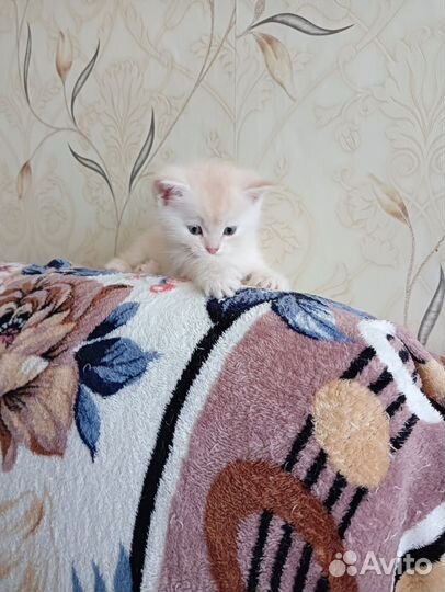Британские котята