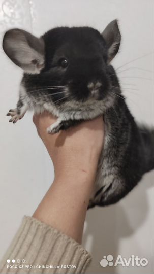 Шиншиллы подростки и взрослые разных окрасов