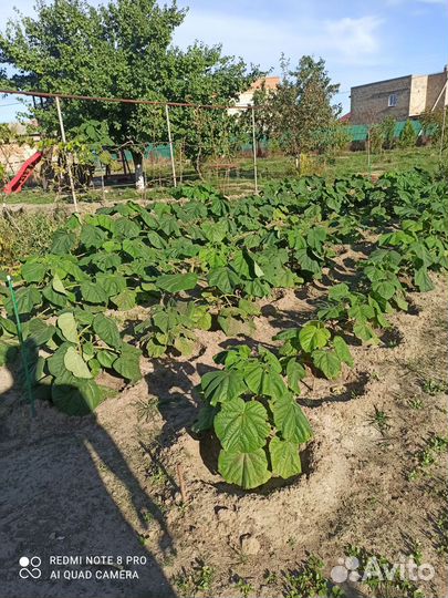 Саженцы Павловнии годовалые