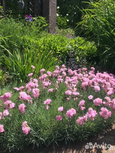 Астильба, манжетка, кровохлёбка и другие