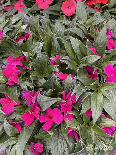 Бальзамин новогвинейский