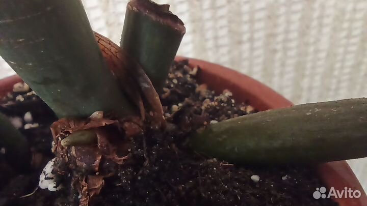 Замиокулькас