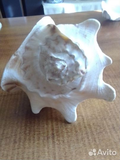 Большие морские раковины