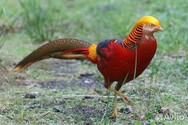 Поменяю золотого фазана