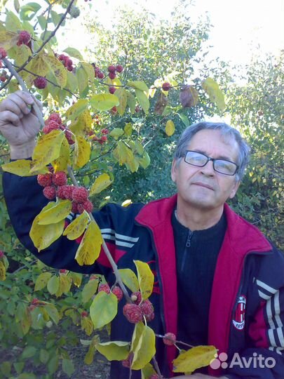 Продам саженцы Кудрании клубничное дерево