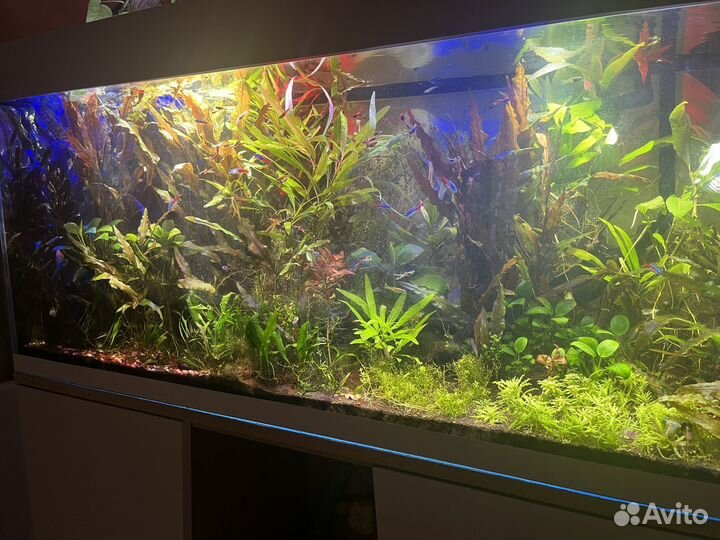 Аквариум с рыбками бу
