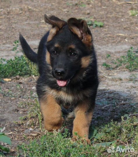 Немецкая овчарка девочка