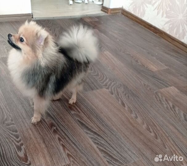 Щенки шпица