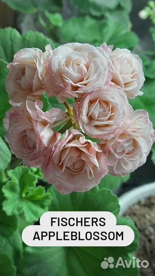 Пеларгонии сортовые