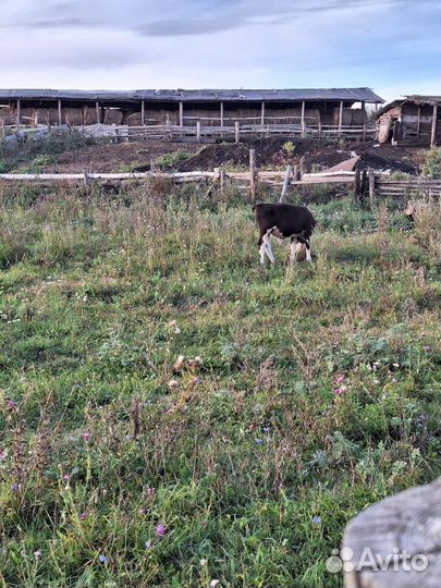 Телята молодняк