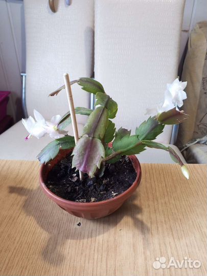 Декабрист белый