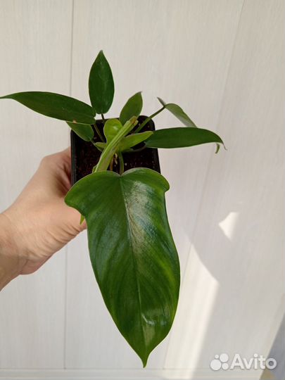Филодендроны сортовые