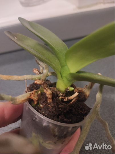 Орхидея фаленопсис мини