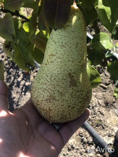 Саженцы сливы, персиков и груш