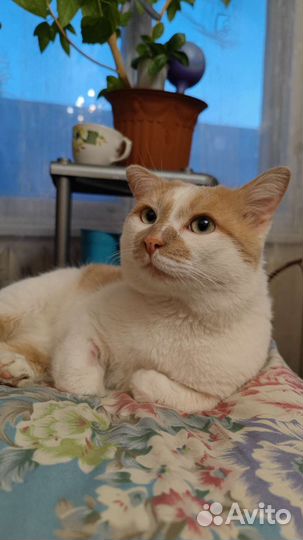 Кот молодой ласковый